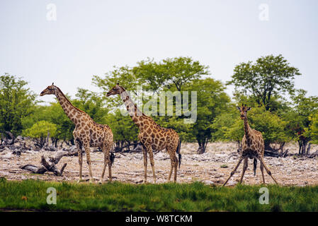 Les Girafes boire de l'eau dans un étang dans le Parc National d'Etosha Banque D'Images