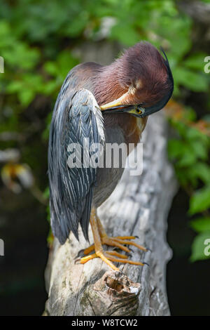 Le Héron vert - Butorides virescens - heron vert avec plumage ébouriffé - Butorides virescens bahamensis aux Bermudes Banque D'Images