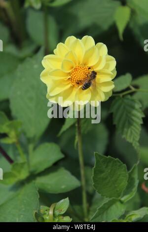 Abeilles, guêpes ou Hoverfly recueillir le nectar des fleurs en Knottingley West Yorkshire Angleterre,UK Banque D'Images