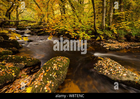 Une autre scène de rivière d'arbres avec feuilles dorées comme autumn falls sur la rivière Teign sur Dartmoor National Park près de Fingle Bridge. Banque D'Images