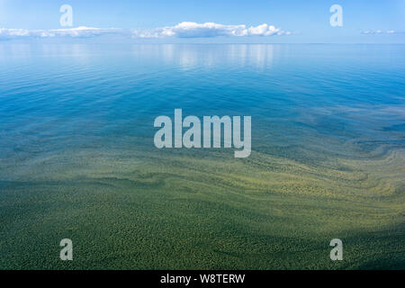 Brun et vert floraison de plancton dans la mer Baltique Banque D'Images