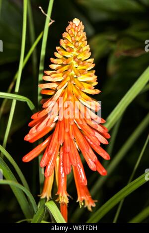 Kniphofia 'Popsicle Popsicle Papaye' Série Torch Lily Banque D'Images