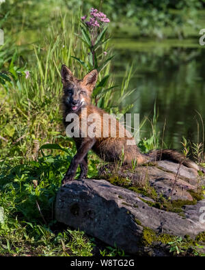 Les jeunes Red Fox avec fleurs violettes et de l'eau en arrière-plan Banque D'Images