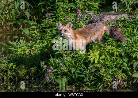 Red Fox comité permanent au sein d'un groupe de fleurs violettes Banque D'Images