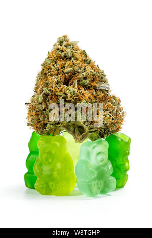 Ours gommeux tenant une bud marijuana isolé sur un fond blanc comme un concept comestibles Banque D'Images