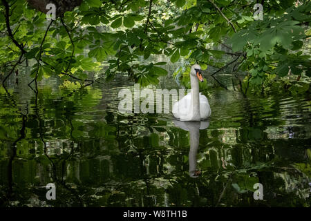 Cygne muet natation à Worcester College Lake à Worcester College, Oxford University Banque D'Images