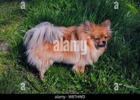 Un peu shaggy dog marche sur une pelouse verte. Banque D'Images