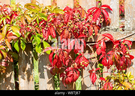 Le raisin sauvage sur une clôture en bois. Belles feuilles vert rouge décoration de vigne d'un jardin d'automne Banque D'Images