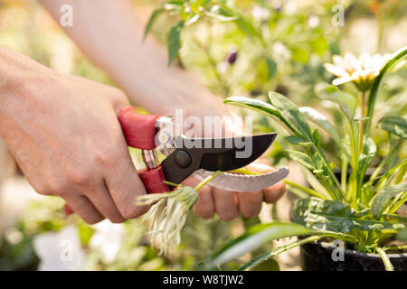 Mains de jardinier à sec coupe femme fleur en pot avec un sécateur Banque D'Images