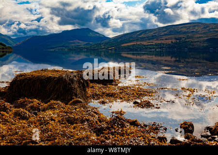 Le Loch Fyne, ARGYLL & BUTE, dans l'ouest de l'Ecosse, Inveraray, avec les montagnes et le ciel reflète dans l'eau. L'Ascophyllum nodosum sur l'Estran Banque D'Images