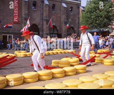 Fromage-porters les roues porteuses de Gouda fromage sur le marché au fromage à Alkmaar traîneau, Alkmaar, Noord-Holland, Royaume des Pays-Bas Banque D'Images