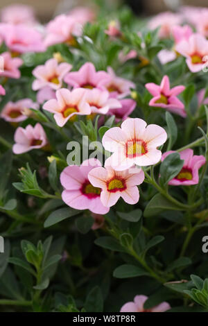 Calibrachoa F1 Kabloom clair rose Blast Banque D'Images