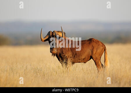 Un gnou noir (Connochaetes gnou) dans les prairies ouvertes, Mokala National Park, Afrique du Sud Banque D'Images