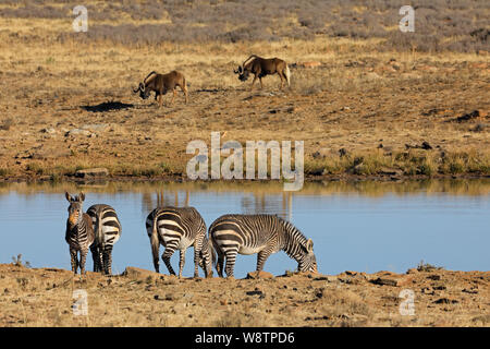 Des zèbres de montagne du cap (Equus zebra) de boire à un point d'eau Mountain Zebra National Park, Afrique du Sud Banque D'Images