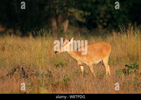 Barasingha femelle ou un marais (Rucervus duvaucelii cerf), Parc National de Kanha, India Banque D'Images