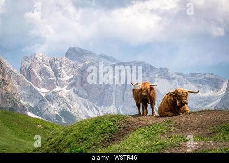 C'est le pâturage longicorne dans une prairie alpine dans les Alpes italiennes Banque D'Images