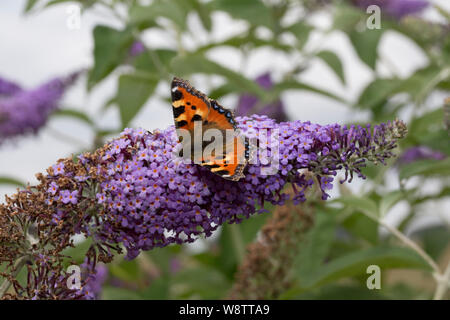 Un petit papillon écaille, Aglais urticae, se nourrissant de fleurs de Buddleia, Cotswolds, Royaume-Uni Banque D'Images