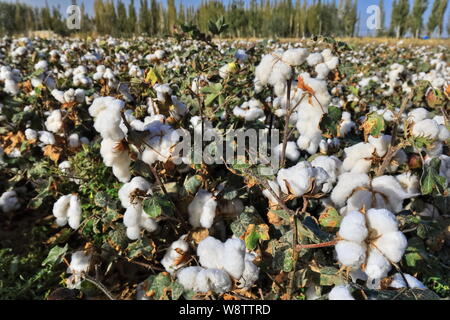 Terrain de coton sur les oustkupes de la ville de Qiemo-Cherchen-Qarqan. Xinjiang-Chine-0392 Banque D'Images