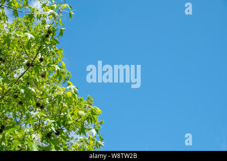 Le liquidambar d'Amérique sur un fond de ciel bleu. Le liquidambar américain, également connu sous le nom de l'ambre, arbre, storax américaine Hazel, pin, bilsted redgum noyer satiné, Banque D'Images