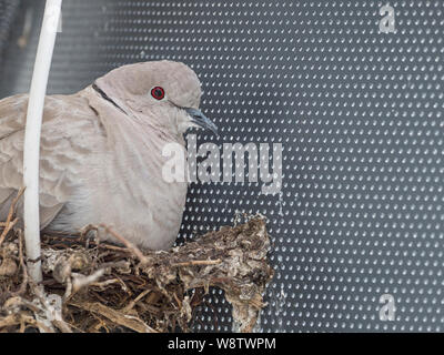 Tête (Streptopelia decaocto) sur son nid construit sur une antenne satellite, St Mary, Îles Scilly Banque D'Images