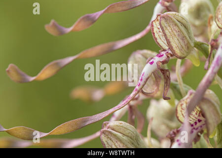 (Himantoglossum hircinum), Cambridgeshire, Angleterre Banque D'Images