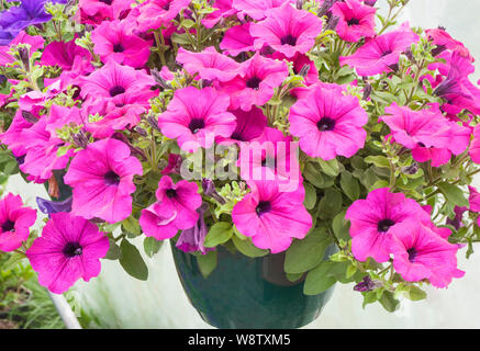 Pétunia Surfinia petunia grandiflora ou rouge chaud suivi annuel vigoureux fleur qui est utilisé en suspensions dans des bains à remous et des frontières, etc. Banque D'Images