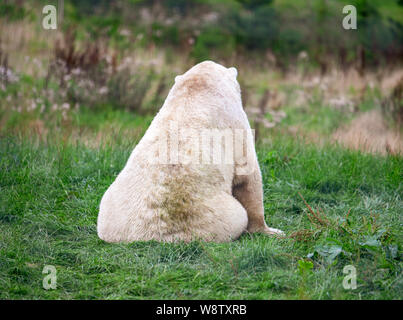 Un grand ours polaire se trouve à la recherche de l'appareil photo dans un champ vert. Banque D'Images