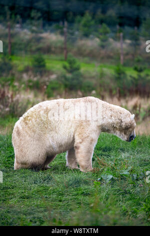 Un grand ours polaire se trouve à la recherche de l'appareil photo dans un champ vert. Banque D'Images