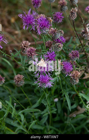 Papillon sur barbeaux dans la campagne de l'Oxfordshire Banque D'Images