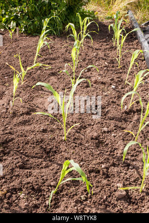 Les jeunes plantes de maïs plantés en rangées au printemps au début de l'été prêt à se développer sur les plantes à maturité Banque D'Images