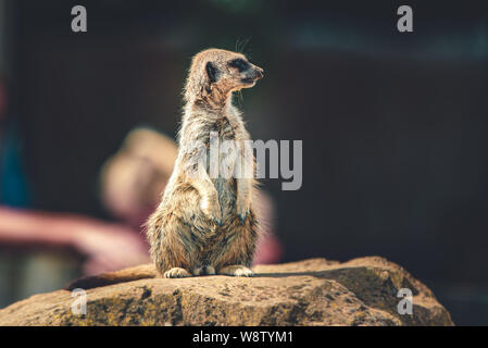 Un seul élève Meerkat dans un zoo, debout regardant les touristes qui passent. Banque D'Images