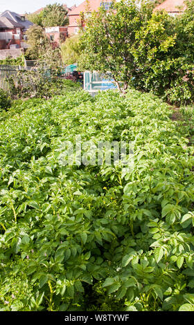 Rangées de pommes de terre dans le jardin d'attribution complète des feuilles Banque D'Images