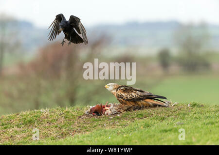 Le milan royal Milvus milvus, adulte, avec Corneille noire Corvus corone vol de nourriture, Berwick Bassett, Wiltshire, Royaume-Uni, février Banque D'Images