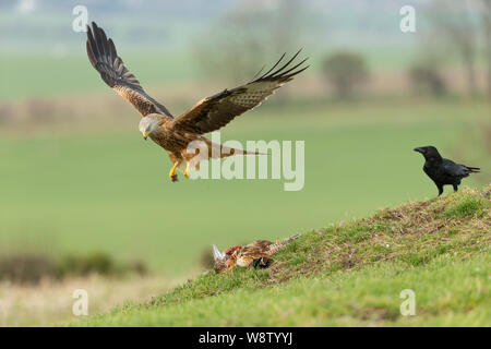 Le milan royal Milvus milvus, adulte, avec Corneille noire Corvus corone regarder sur, Berwick Bassett, Wiltshire, Royaume-Uni, février Banque D'Images