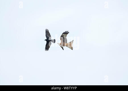 Le milan royal Milvus milvus, adulte, à la poursuite de Corneille noire Corvus corone en duel aérien, Berwick Bassett, Wiltshire, Royaume-Uni, février Banque D'Images