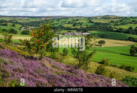 Heather sur Baildon Moor dans Yorkshire, Angleterre Banque D'Images