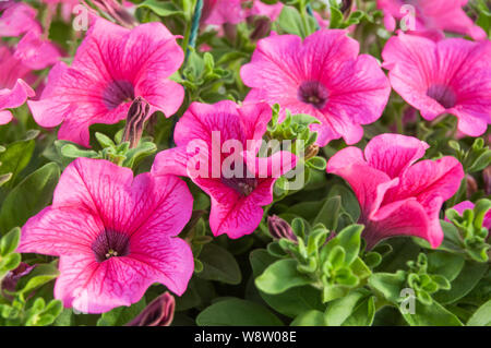 Pétunia Surfinia petunia grandiflora ou rouge chaud suivi annuel vigoureux fleur qui est utilisé en suspensions dans des bains à remous et des frontières, etc. Banque D'Images