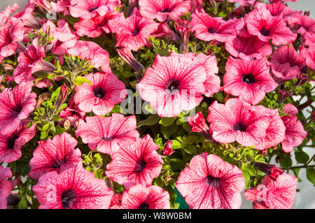 Pétunia Surfinia petunia grandiflora ou rouge chaud suivi annuel vigoureux fleur qui est utilisé en suspensions dans des bains à remous et des frontières, etc. Banque D'Images