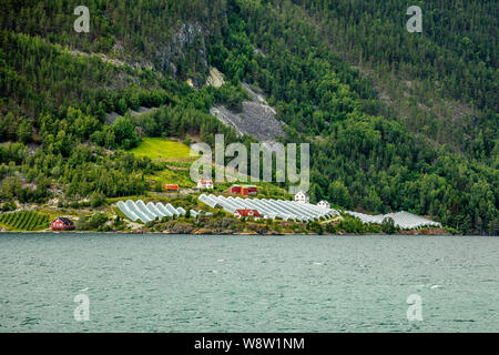 Ferme agricole norvégienne avec serres sur la colline à Naeroy fjord, Aurlan, comté de Sogn og Fjordane, Norvège Banque D'Images