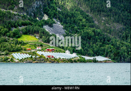 Ferme agricole norvégienne avec serres sur la colline à Naeroy fjord, Aurlan, comté de Sogn og Fjordane, Norvège Banque D'Images