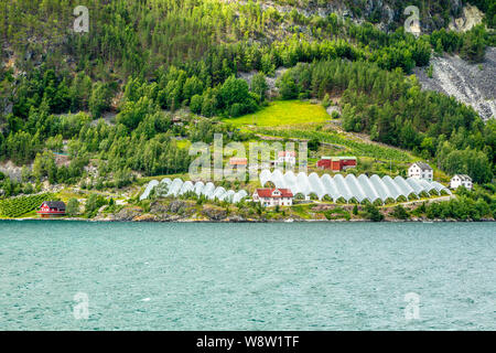 Ferme agricole norvégienne avec serres sur la colline à Naeroy fjord, Aurlan, comté de Sogn og Fjordane, Norvège Banque D'Images