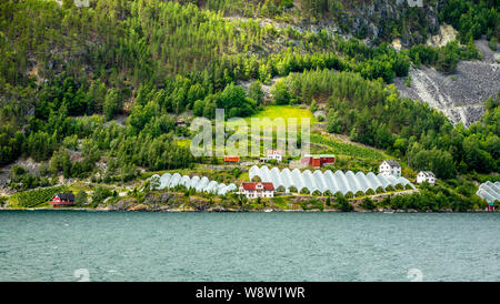 Ferme agricole norvégienne avec serres sur la colline à Naeroy fjord, Aurlan, comté de Sogn og Fjordane, Norvège Banque D'Images