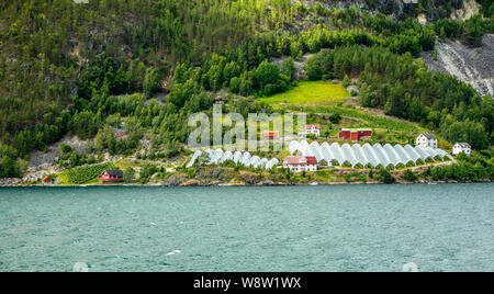 Ferme agricole norvégienne avec serres sur la colline à Naeroy fjord, Aurlan, comté de Sogn og Fjordane, Norvège Banque D'Images