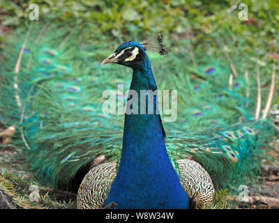 Assis paon indien (Pavo cristatus) - - paons mâle avec touffes cimier métallique brillant plumage bleu et blanc queue affichage plié face & cere Banque D'Images