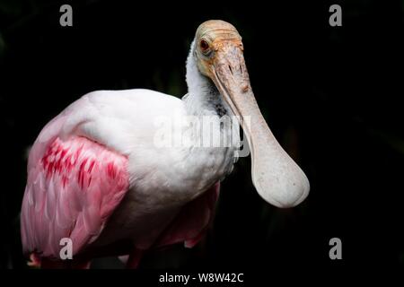 Roseate spoonbill isolé sur fond noir. Banque D'Images