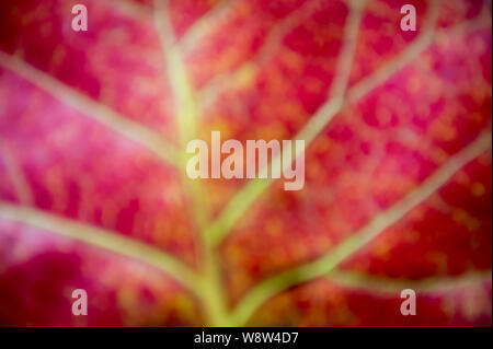 Texture de la feuille rouge vif defocus full frame abstract background Banque D'Images
