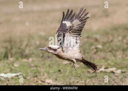 Laughing Kookaburra en vol Banque D'Images