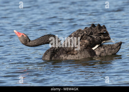 Cygne Noir sur le lac potable Banque D'Images