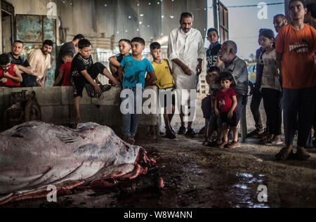 (NOTE de l'ÉDITEUR : Image contient contenu graphique.)Palestiniens watch abattage bouchers vaches, pendant le jour. Célébration de l'Aïd al-Adha, indique la volonté du Prophète Ibrahim (Abraham pour les chrétiens et les Juifs) de sacrifier son fils. Pendant les vacances, qui dure depuis près de quatre jours, les musulmans l'abattage des ovins ou bovins et de distribuer une partie de la viande aux pauvres et manger le reste. Banque D'Images