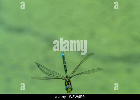 Hawker Aeshna cyanea (Sud) en vol Banque D'Images